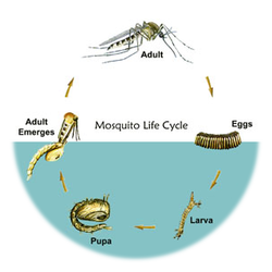 Mosquitoes - Life Cycle WebQuest